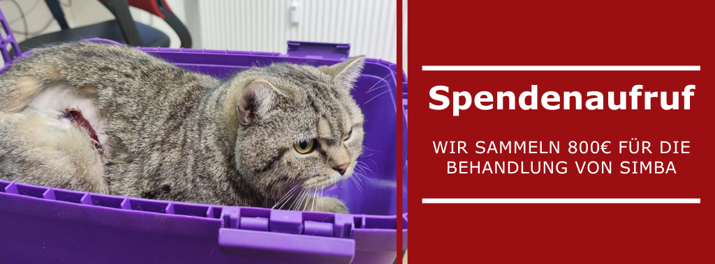 Simba braucht unsere Hilfe!